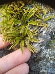 Aciphylla monroi