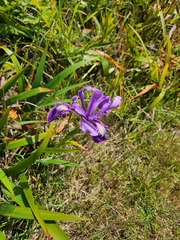 Iris douglasiana