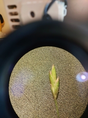 Poa imbecilla