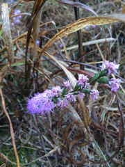 Liatris punctata mucronata