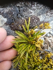 Aciphylla monroi