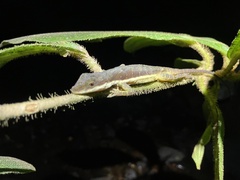 Anolis oxylophus