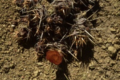 Austrocactus coxii