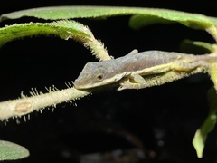 Anolis oxylophus