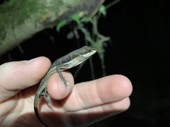 Anolis oxylophus