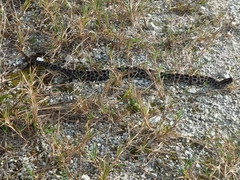 Sistrurus miliarius barbouri