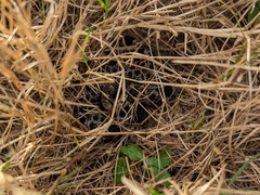 Sistrurus miliarius barbouri