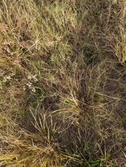 Sistrurus miliarius barbouri