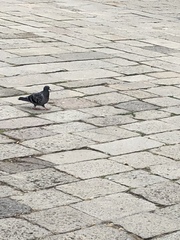 Columba livia domestica
