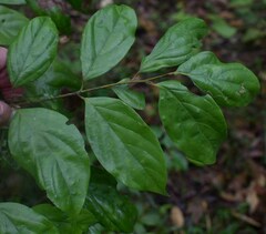 Endiandra hypotephra