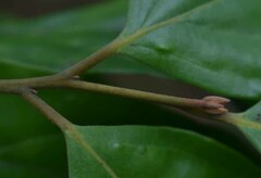 Endiandra hypotephra