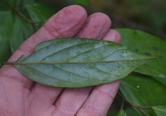 Endiandra hypotephra