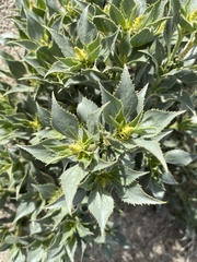 Stillingia spinulosa