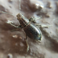 Naupactus tremolerasi