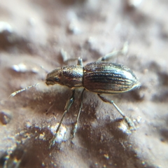 Naupactus tremolerasi