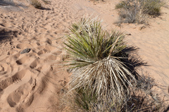 Yucca utahensis