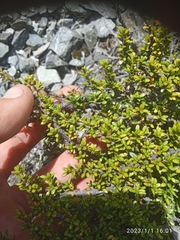 Coprosma fowerakeri