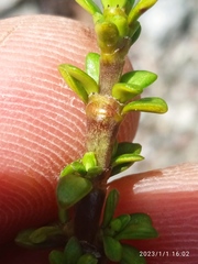 Coprosma fowerakeri