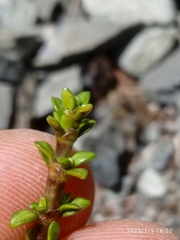 Coprosma fowerakeri