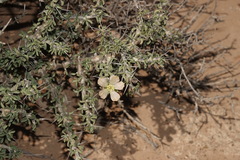 Monsonia salmoniflora