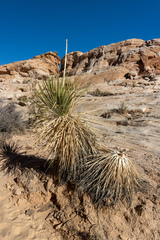 Yucca utahensis