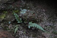 Asplenium pinnatifidum