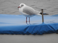 Chroicocephalus ridibundus