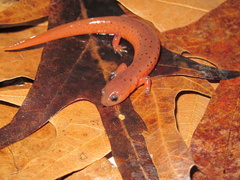 Pseudotriton montanus montanus