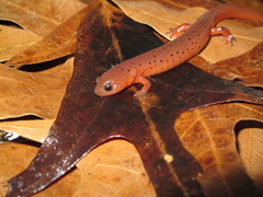 Pseudotriton montanus montanus