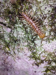 Lithobius variegatus