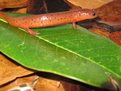 Pseudotriton montanus montanus