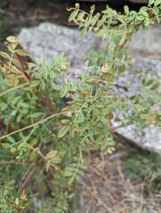 Glycyrrhiza lepidota