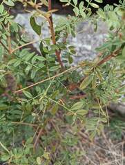 Glycyrrhiza lepidota