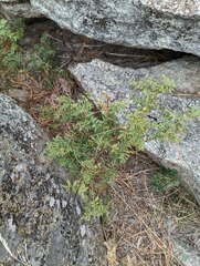 Glycyrrhiza lepidota