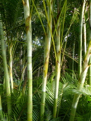 Dypsis lutescens