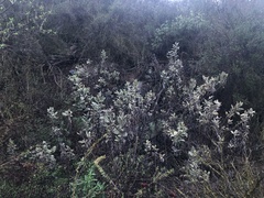 Eriodictyon crassifolium