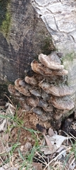 Fuscoporia gilva