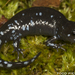 Unisexual Mole Salamander Complex - Photo (c) Todd Pierson, some rights reserved (CC BY-NC-SA)