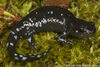 Unisexual Mole Salamander Complex - Photo (c) Todd Pierson, some rights reserved (CC BY-NC-SA)