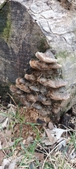 Fuscoporia gilva