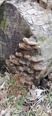 Fuscoporia gilva