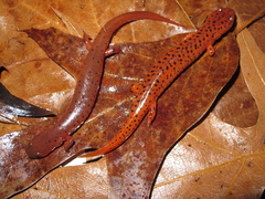 Pseudotriton montanus montanus