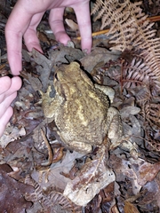 Bufo spinosus