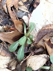 Erigeron pulchellus