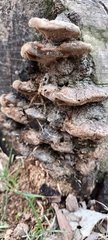 Fuscoporia gilva