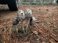 Coprinus comatus