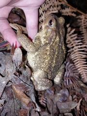 Bufo spinosus