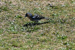 Fringilla coelebs maderensis