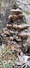 Fuscoporia gilva