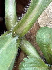 Erigeron pulchellus